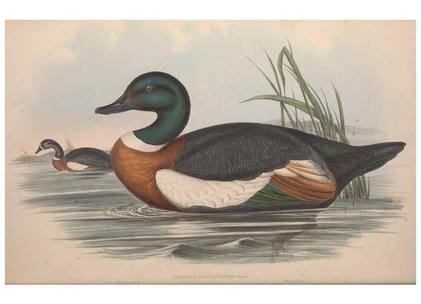 Reproducción/Reproduction 36765469126: The birds of Australia.. London,Printed by R. and J. E. Taylor; pub. by the author,[1840]-48.