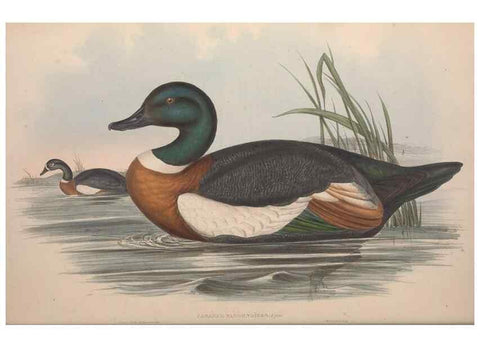 Reproducción/Reproduction 36765469126: The birds of Australia.. London,Printed by R. and J. E. Taylor; pub. by the author,[1840]-48.