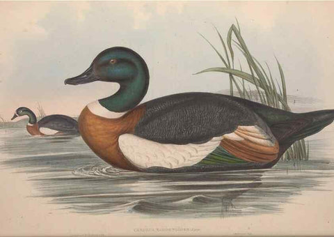 Reproducción/Reproduction 36765469126: The birds of Australia.. London,Printed by R. and J. E. Taylor; pub. by the author,[1840]-48.