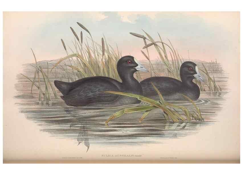 Reproducción/Reproduction 36118120014: The birds of Australia.. London,Printed by R. and J. E. Taylor; pub. by the author,[1840]-48.