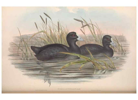 Reproducción/Reproduction 36118120014: The birds of Australia.. London,Printed by R. and J. E. Taylor; pub. by the author,[1840]-48.