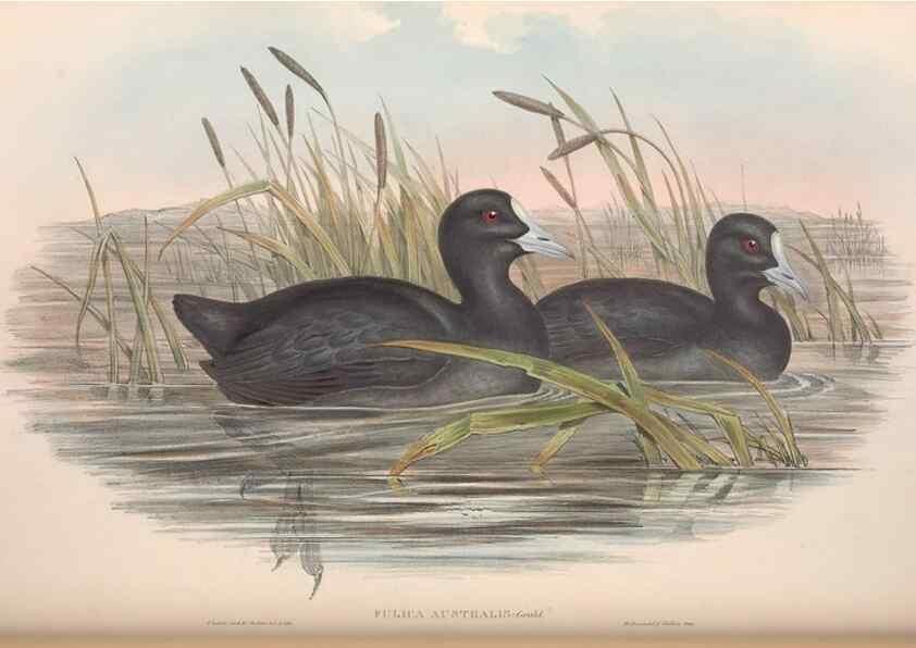 Reproducción/Reproduction 36118120014: The birds of Australia.. London,Printed by R. and J. E. Taylor; pub. by the author,[1840]-48.