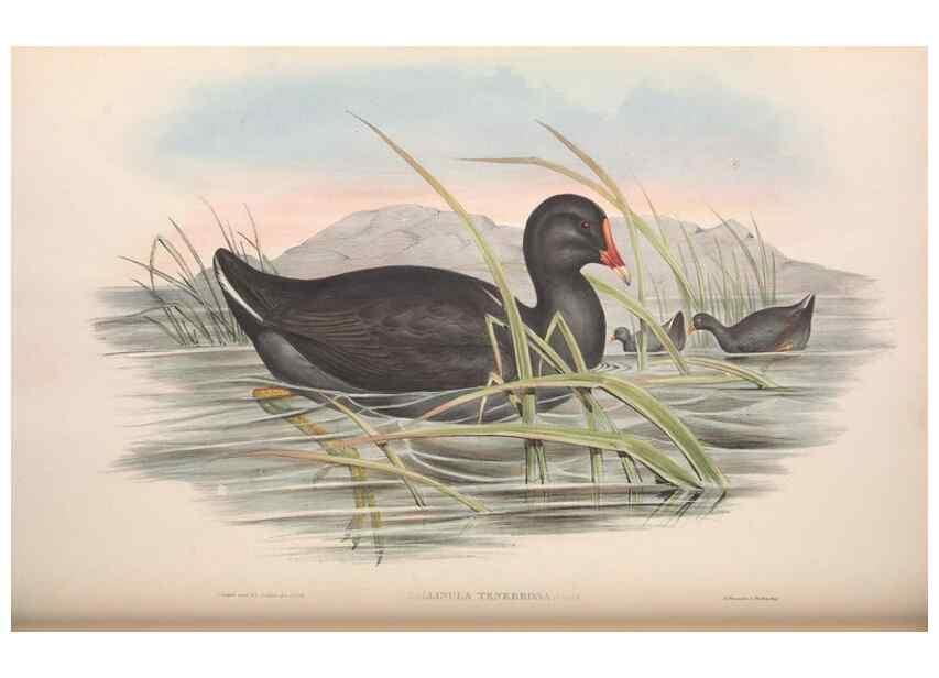 Reproducción/Reproduction 36118118524: The birds of Australia.. London,Printed by R. and J. E. Taylor; pub. by the author,[1840]-48.