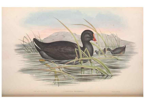 Reproducción/Reproduction 36118118524: The birds of Australia.. London,Printed by R. and J. E. Taylor; pub. by the author,[1840]-48.