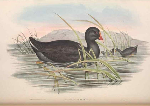 Reproducción/Reproduction 36118118524: The birds of Australia.. London,Printed by R. and J. E. Taylor; pub. by the author,[1840]-48.