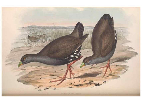 Reproducción/Reproduction 36118117184: The birds of Australia.. London,Printed by R. and J. E. Taylor; pub. by the author,[1840]-48.