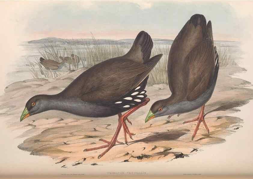 Reproducción/Reproduction 36118117184: The birds of Australia.. London,Printed by R. and J. E. Taylor; pub. by the author,[1840]-48.