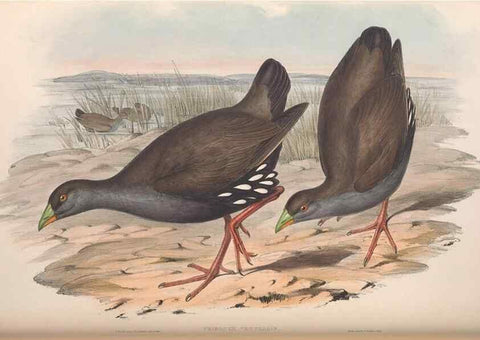 Reproducción/Reproduction 36118117184: The birds of Australia.. London,Printed by R. and J. E. Taylor; pub. by the author,[1840]-48.
