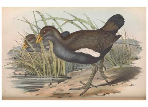 Reproducción/Reproduction 36118115654: The birds of Australia.. London,Printed by R. and J. E. Taylor; pub. by the author,[1840]-48.
