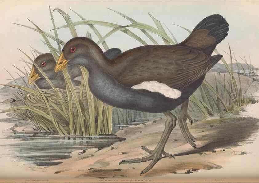 Reproducción/Reproduction 36118115654: The birds of Australia.. London,Printed by R. and J. E. Taylor; pub. by the author,[1840]-48.
