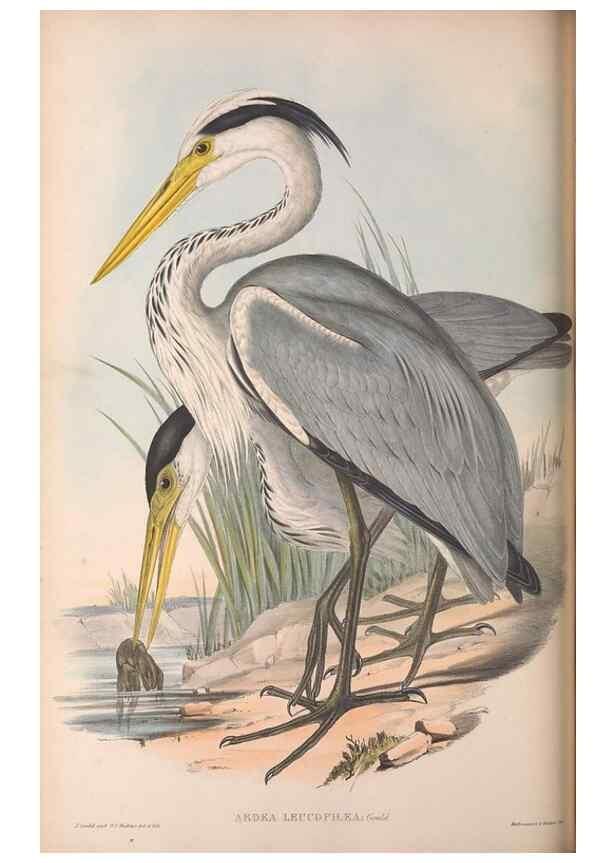 Reproducción/Reproduction 36781592262: The birds of Australia.. London,Printed by R. and J. E. Taylor; pub. by the author,[1840]-48.