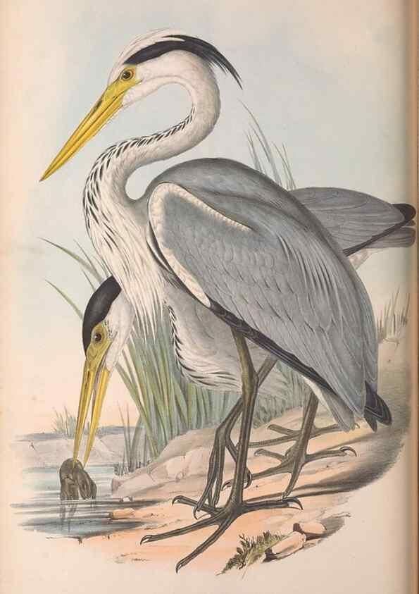 Reproducción/Reproduction 36781592262: The birds of Australia.. London,Printed by R. and J. E. Taylor; pub. by the author,[1840]-48.