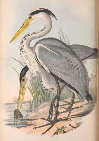 Reproducción/Reproduction 36781592262: The birds of Australia.. London,Printed by R. and J. E. Taylor; pub. by the author,[1840]-48.