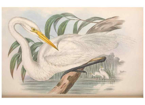 Reproducción/Reproduction 36781594312: The birds of Australia.. London,Printed by R. and J. E. Taylor; pub. by the author,[1840]-48.