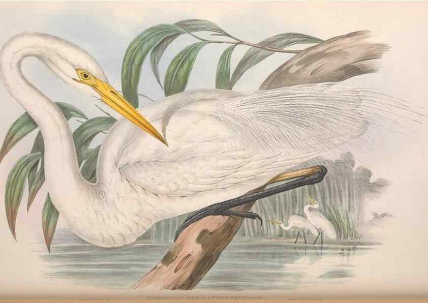 Reproducción/Reproduction 36781594312: The birds of Australia.. London,Printed by R. and J. E. Taylor; pub. by the author,[1840]-48.