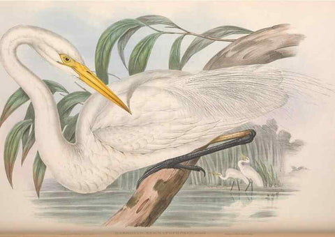 Reproducción/Reproduction 36781594312: The birds of Australia.. London,Printed by R. and J. E. Taylor; pub. by the author,[1840]-48.