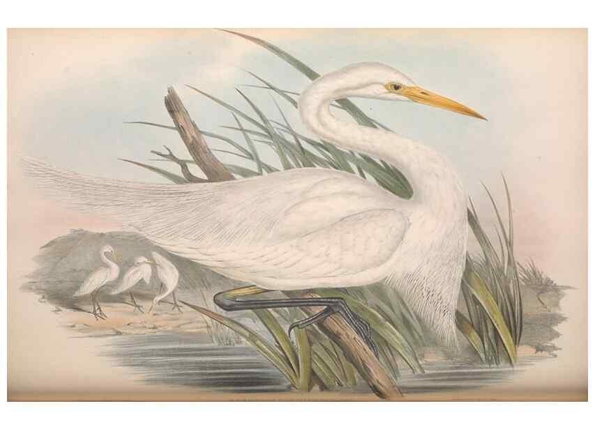 Reproducción/Reproduction 36118101404: The birds of Australia.. London,Printed by R. and J. E. Taylor; pub. by the author,[1840]-48.