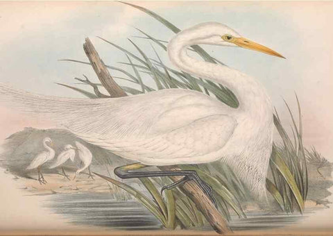 Reproducción/Reproduction 36118101404: The birds of Australia.. London,Printed by R. and J. E. Taylor; pub. by the author,[1840]-48.