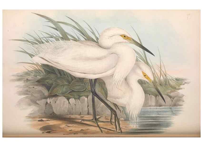 Reproducción/Reproduction 36118102294: The birds of Australia.. London,Printed by R. and J. E. Taylor; pub. by the author,[1840]-48.