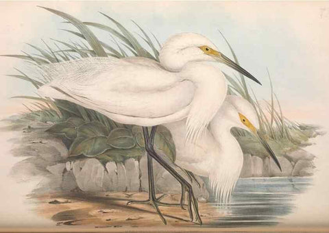 Reproducción/Reproduction 36118102294: The birds of Australia.. London,Printed by R. and J. E. Taylor; pub. by the author,[1840]-48.