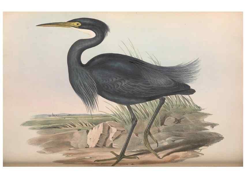 Reproducción/Reproduction 36118102894: The birds of Australia.. London,Printed by R. and J. E. Taylor; pub. by the author,[1840]-48.