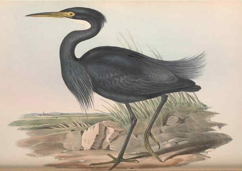 Reproducción/Reproduction 36118102894: The birds of Australia.. London,Printed by R. and J. E. Taylor; pub. by the author,[1840]-48.