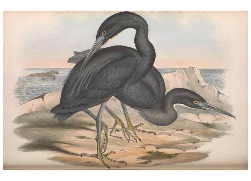 Reproducción/Reproduction 36118103874: The birds of Australia.. London,Printed by R. and J. E. Taylor; pub. by the author,[1840]-48.