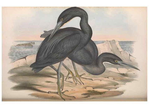 Reproducción/Reproduction 36118103874: The birds of Australia.. London,Printed by R. and J. E. Taylor; pub. by the author,[1840]-48.