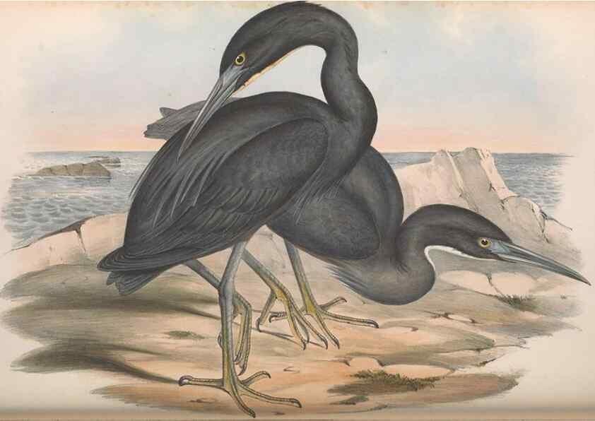 Reproducción/Reproduction 36118103874: The birds of Australia.. London,Printed by R. and J. E. Taylor; pub. by the author,[1840]-48.
