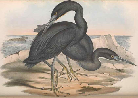 Reproducción/Reproduction 36118103874: The birds of Australia.. London,Printed by R. and J. E. Taylor; pub. by the author,[1840]-48.