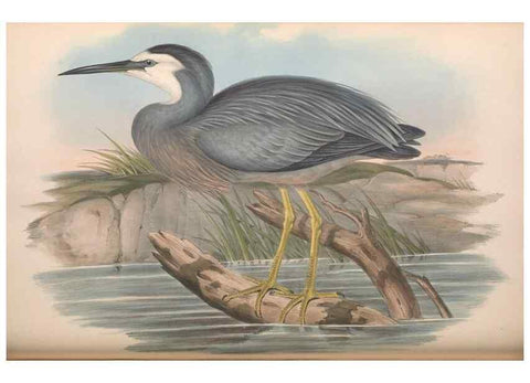 Reproducción/Reproduction 36781587222: The birds of Australia.. London,Printed by R. and J. E. Taylor; pub. by the author,[1840]-48.