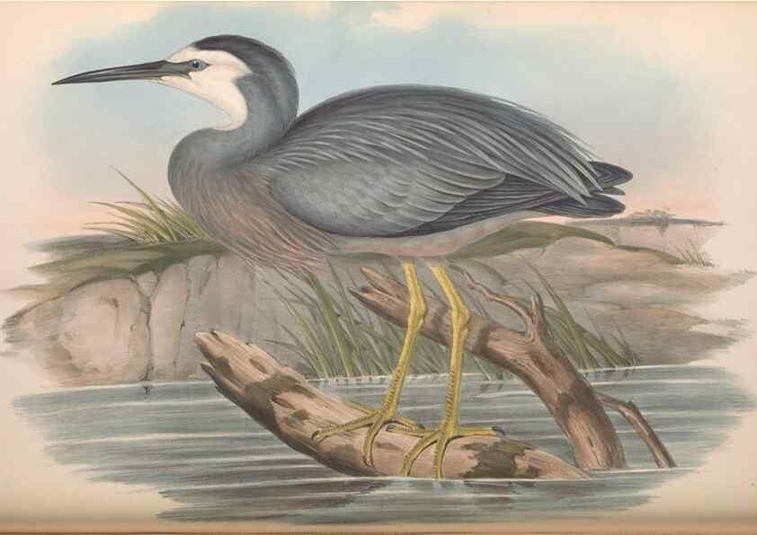 Reproducción/Reproduction 36781587222: The birds of Australia.. London,Printed by R. and J. E. Taylor; pub. by the author,[1840]-48.