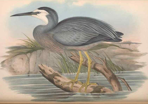 Reproducción/Reproduction 36781587222: The birds of Australia.. London,Printed by R. and J. E. Taylor; pub. by the author,[1840]-48.