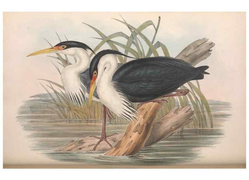 Reproducción/Reproduction 36118105584: The birds of Australia.. London,Printed by R. and J. E. Taylor; pub. by the author,[1840]-48.