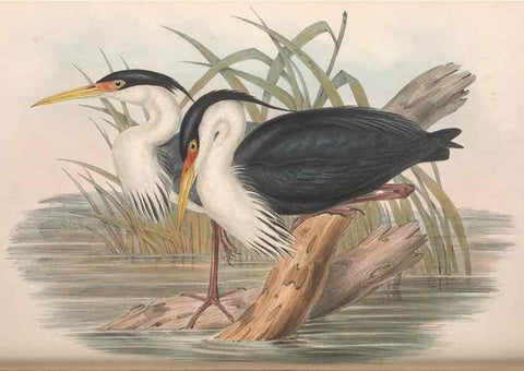 Reproducción/Reproduction 36118105584: The birds of Australia.. London,Printed by R. and J. E. Taylor; pub. by the author,[1840]-48.