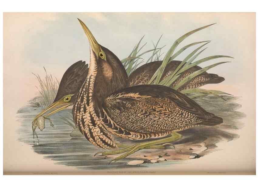Reproducción/Reproduction 36765042696: The birds of Australia.. London,Printed by R. and J. E. Taylor; pub. by the author,[1840]-48.