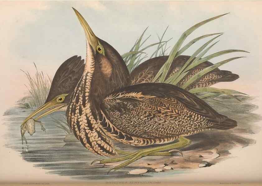 Reproducción/Reproduction 36765042696: The birds of Australia.. London,Printed by R. and J. E. Taylor; pub. by the author,[1840]-48.
