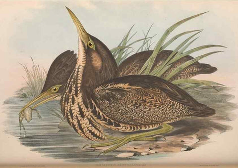 Reproducción/Reproduction 36765042696: The birds of Australia.. London,Printed by R. and J. E. Taylor; pub. by the author,[1840]-48.