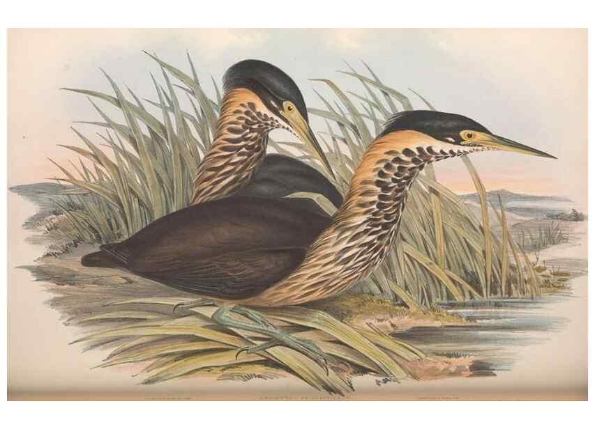 Reproducción/Reproduction 36765045076: The birds of Australia.. London,Printed by R. and J. E. Taylor; pub. by the author,[1840]-48.