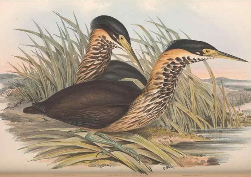 Reproducción/Reproduction 36765045076: The birds of Australia.. London,Printed by R. and J. E. Taylor; pub. by the author,[1840]-48.