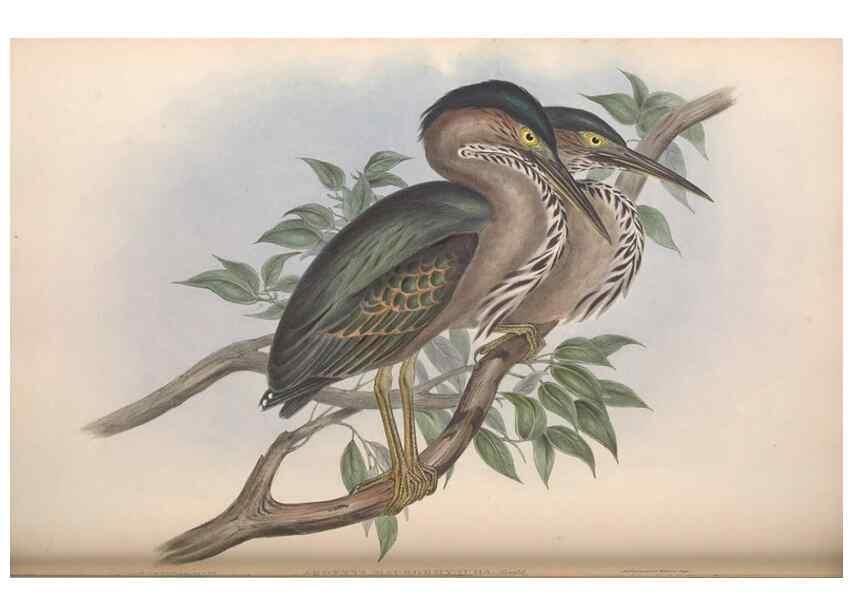 Reproducción/Reproduction 36765047196: The birds of Australia.. London,Printed by R. and J. E. Taylor; pub. by the author,[1840]-48.