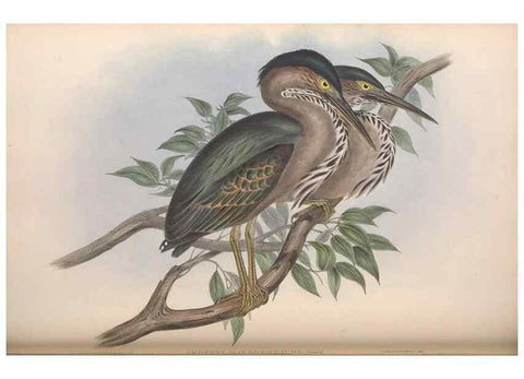 Reproducción/Reproduction 36765047196: The birds of Australia.. London,Printed by R. and J. E. Taylor; pub. by the author,[1840]-48.