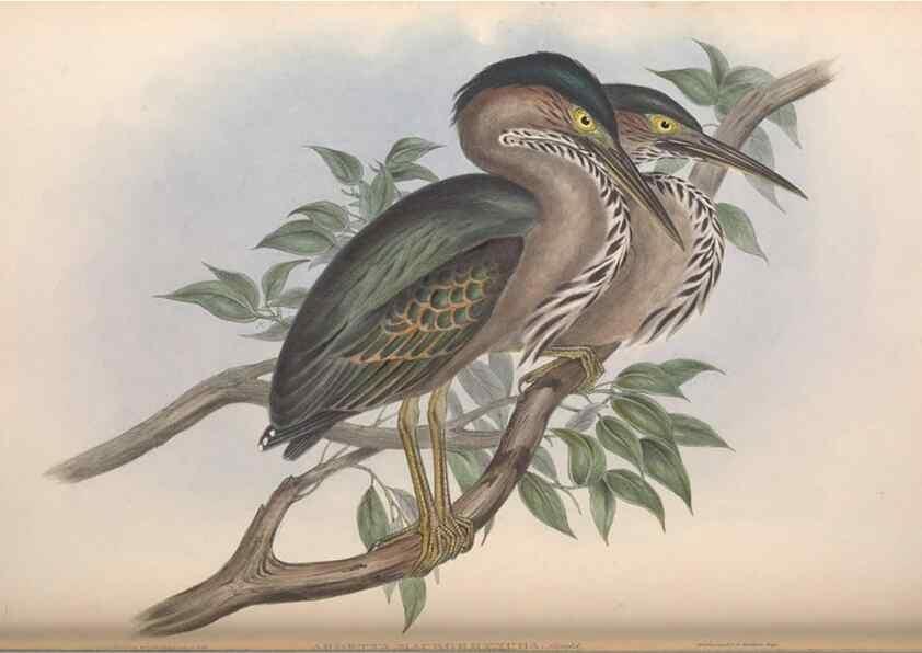 Reproducción/Reproduction 36765047196: The birds of Australia.. London,Printed by R. and J. E. Taylor; pub. by the author,[1840]-48.