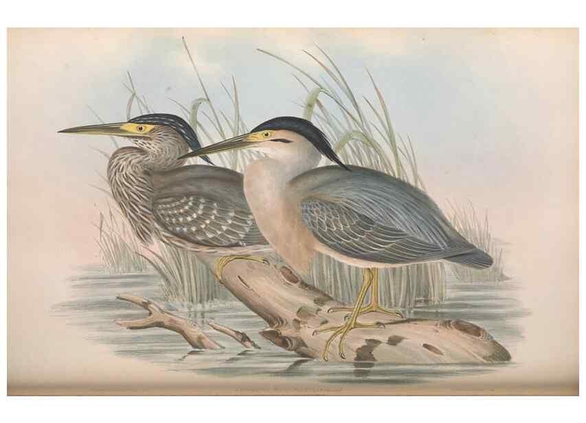 Reproducción/Reproduction 36765049566: The birds of Australia.. London,Printed by R. and J. E. Taylor; pub. by the author,[1840]-48.
