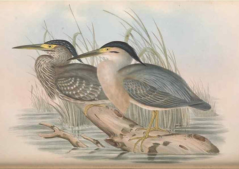 Reproducción/Reproduction 36765049566: The birds of Australia.. London,Printed by R. and J. E. Taylor; pub. by the author,[1840]-48.