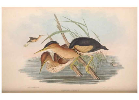 Reproducción/Reproduction 36765051416: The birds of Australia.. London,Printed by R. and J. E. Taylor; pub. by the author,[1840]-48.