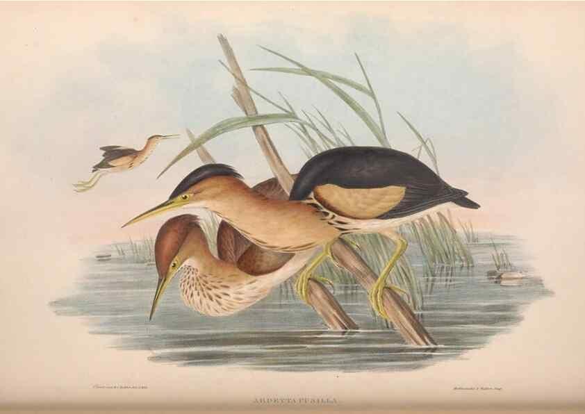 Reproducción/Reproduction 36765051416: The birds of Australia.. London,Printed by R. and J. E. Taylor; pub. by the author,[1840]-48.