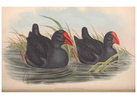 Reproducción/Reproduction 36765053816: The birds of Australia.. London,Printed by R. and J. E. Taylor; pub. by the author,[1840]-48.