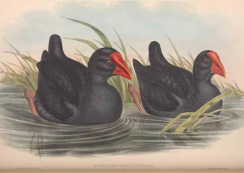 Reproducción/Reproduction 36765053816: The birds of Australia.. London,Printed by R. and J. E. Taylor; pub. by the author,[1840]-48.