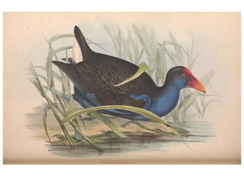 Reproducción/Reproduction 36765055826: The birds of Australia.. London,Printed by R. and J. E. Taylor; pub. by the author,[1840]-48.
